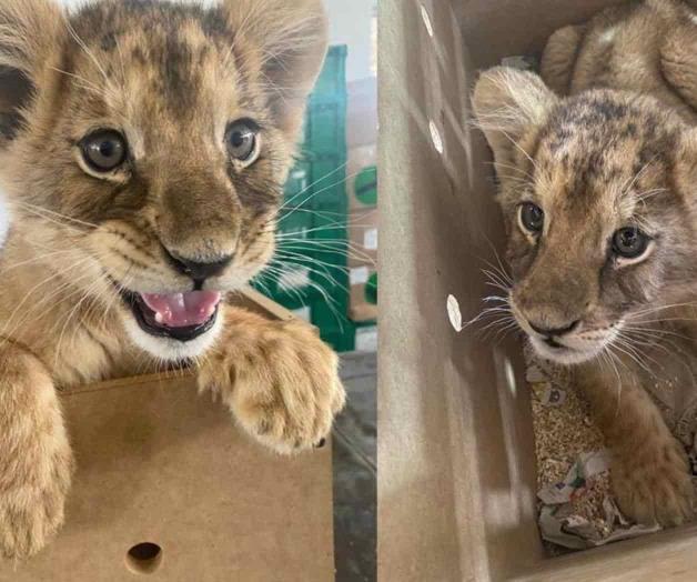 Aseguran a cachorra de león africano en Ciudad Juárez Aseguran a cachorra de león africano en Ciudad Juárez