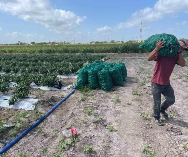 Tienen esperanzas en cultivos alternos, esperan rendimientos
