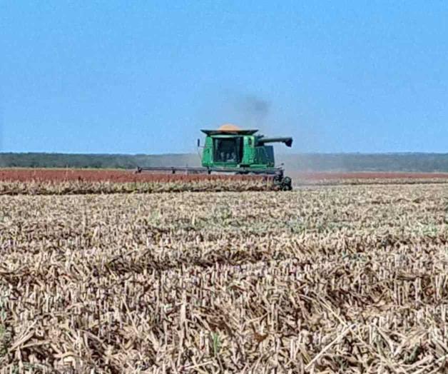 Van trillas de sorgo al 50%