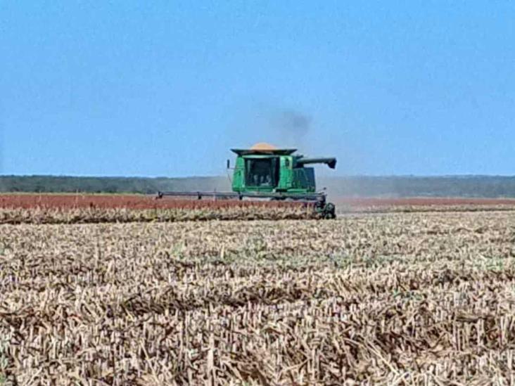 Van trillas de sorgo al 50% Van trillas de sorgo al 50%