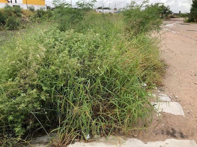 Demandan limpieza en bordo del Rodhe Demandan limpieza en bordo del Rodhe