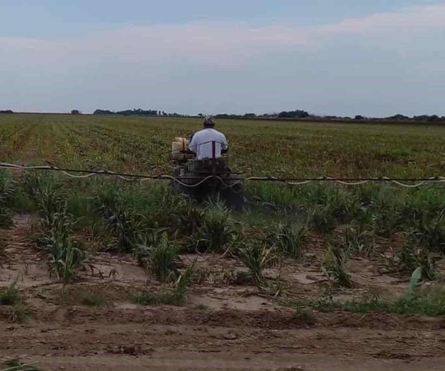 Se frena la trilla Se frena la trilla