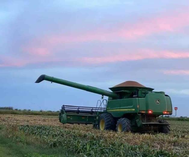 Va en picada el precio del sorgo Va en picada el precio del sorgo