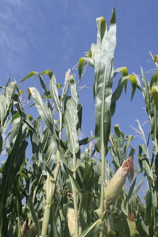Dejan lluvias casi siete pulgadas de agua en la región Dejan lluvias casi siete pulgadas de agua en la región