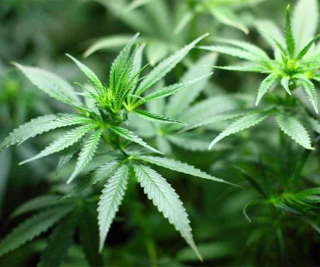 Usos de la marihuana deberán hacerse públicos: Inai Usos de la marihuana deberán hacerse públicos: Inai