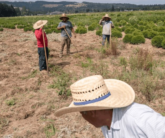 Sufren peones por ola de calor Sufren peones por ola de calor