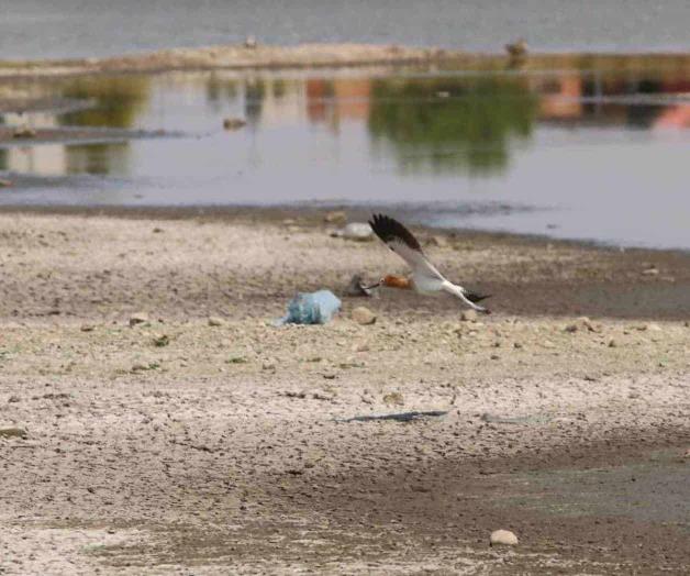 Se ‘seca’ el agro, afecta producción Se ‘seca’ el agro, afecta producción