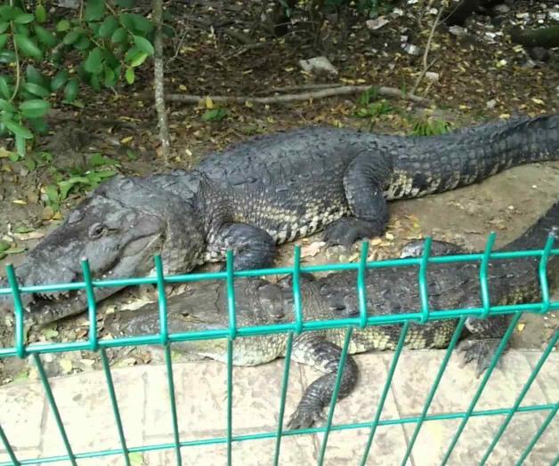 Urge diputada a cercar Laguna del Carpintero Urge diputada a cercar Laguna del Carpintero