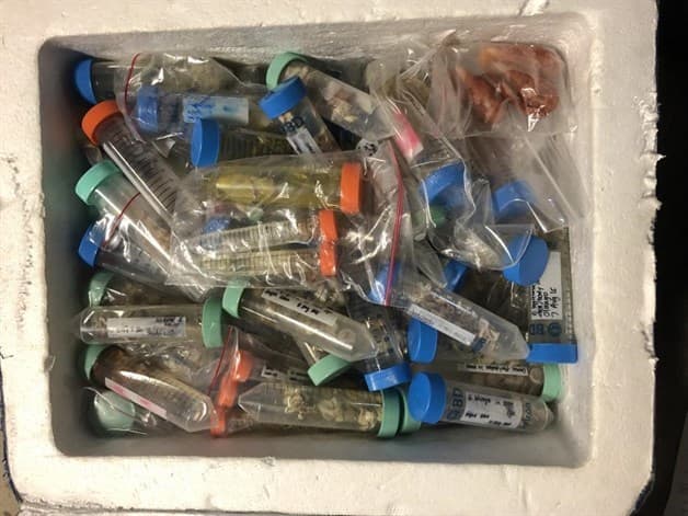 Alerta CBP ante las amenazas biológicas