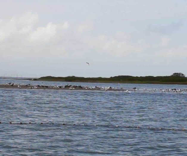 Rehabilitan campos cinegéticos Rehabilitan campos cinegéticos