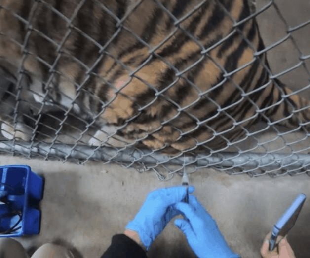 Zoológico de Oakland vacuna contra COVID a felinos y hurones Zoológico de Oakland vacuna contra COVID a felinos y hurones