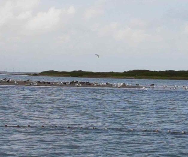 Rehabilitan campos cinegéticos; esperan cientos de cazadores de aves Rehabilitan campos cinegéticos; esperan cientos de cazadores de aves