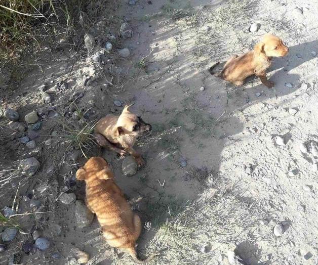 Rescatan bomberos a cuatro cachorros Rescatan bomberos a cuatro cachorros
