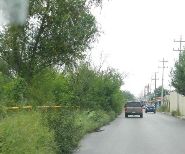Invade avenida maleza en área de tubería de Pemex Invade avenida maleza en área de tubería de Pemex