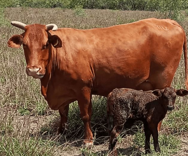 Desplome ganadero del 50% Desplome ganadero del 50%