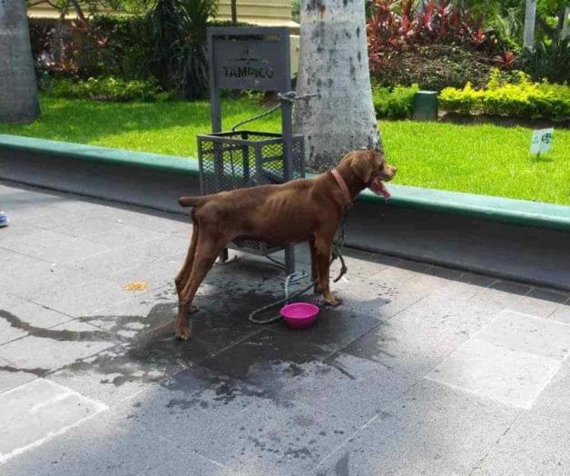 Abandonan a perro frente a la Alcaldía Abandonan a perro frente a la Alcaldía