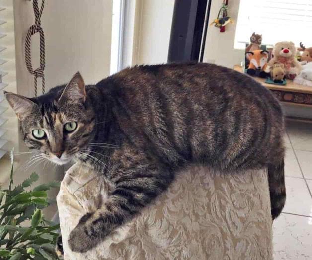 Alcaldesa de Miami: Se hizo todo por hallar mascotas entre escombros Alcaldesa de Miami: Se hizo todo por hallar mascotas entre escombros