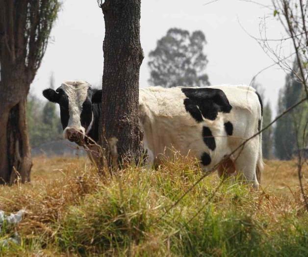 Sacrifican ganado lechero; se disparan costos de producción