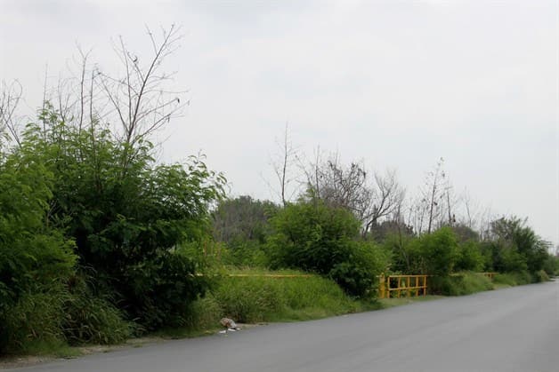 Invade avenida maleza en área de tubería de Pemex