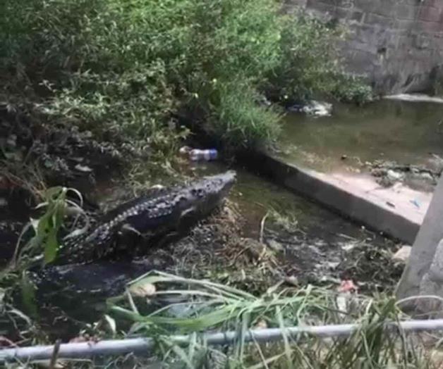 Cocodrilos no son amigables Cocodrilos no son amigables