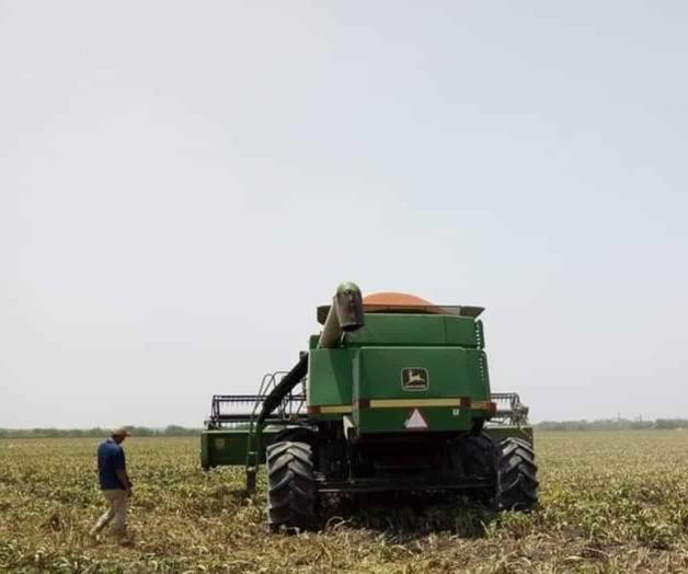 Paralizan lluvias las trillas de sorgo Paralizan lluvias las trillas de sorgo