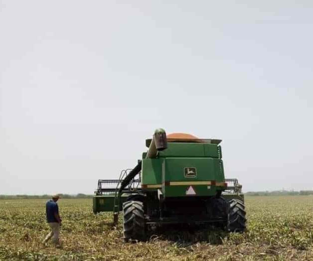 Lluvias paralizan las trillas de sorgo Lluvias paralizan las trillas de sorgo