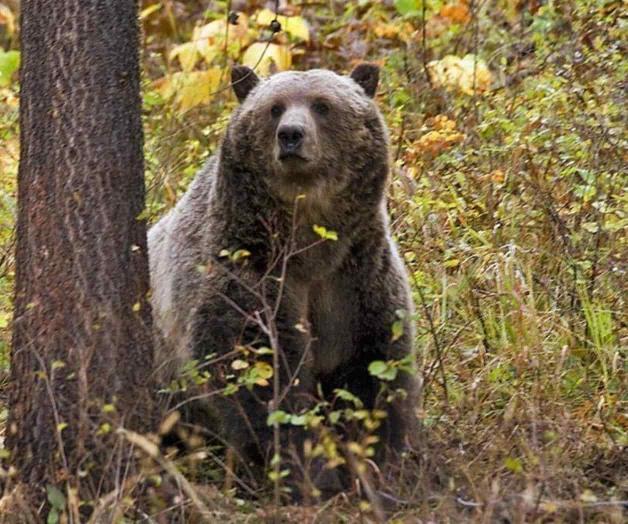Un oso grizzly mata a un campista en Montana Un oso grizzly mata a un campista en Montana
