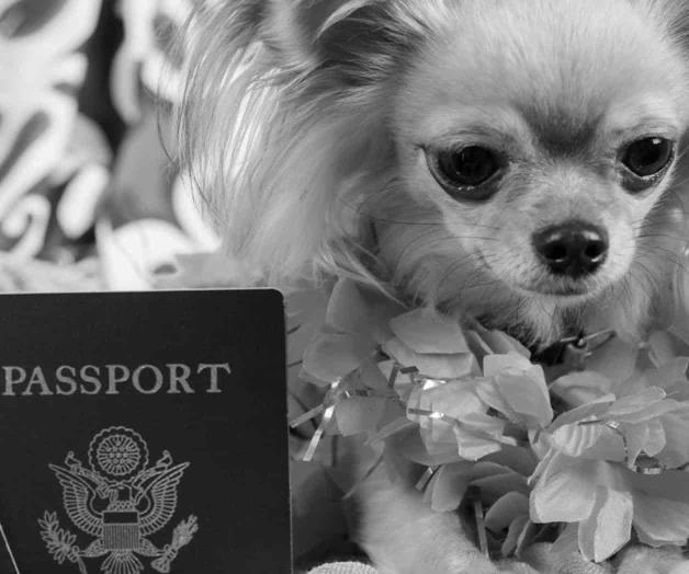 Exigirán certificado de vacunación a mascotas Exigirán certificado de vacunación a mascotas