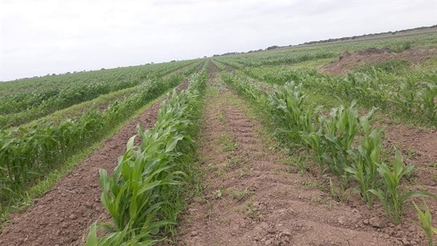 Siguen esperando apoyos por heladas