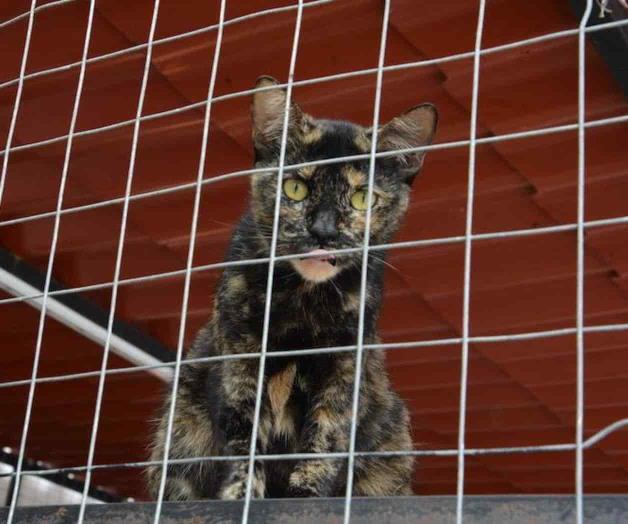 Rescatan animales de forma rutinaria Rescatan animales de forma rutinaria