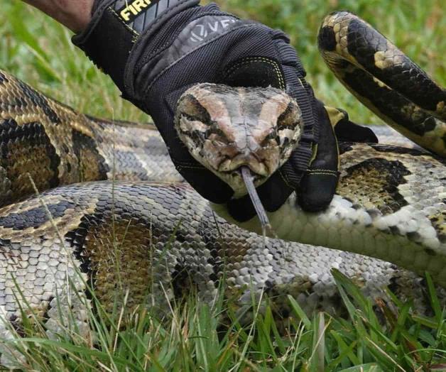 Pitón se escapa dentro de centro comercial en Luisiana Pitón se escapa dentro de centro comercial en Luisiana