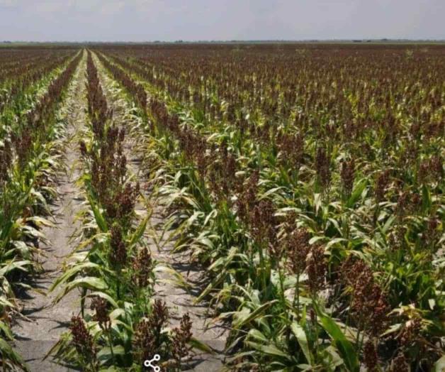 Peligra el sorgo por exceso de humedad