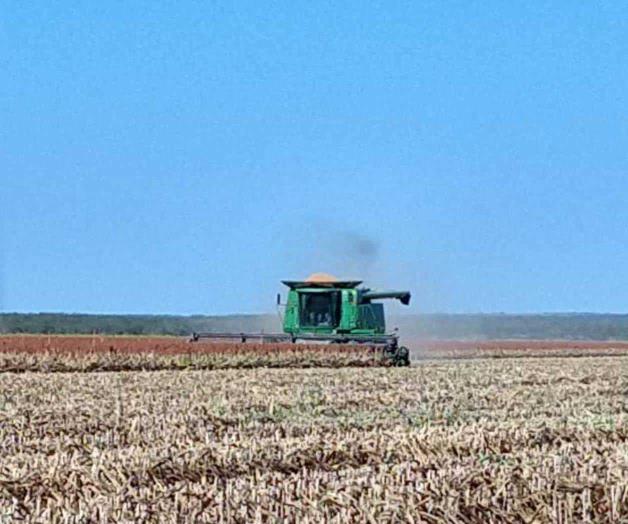 Suspenden trilla de sorgo y maíz Suspenden trilla de sorgo y maíz