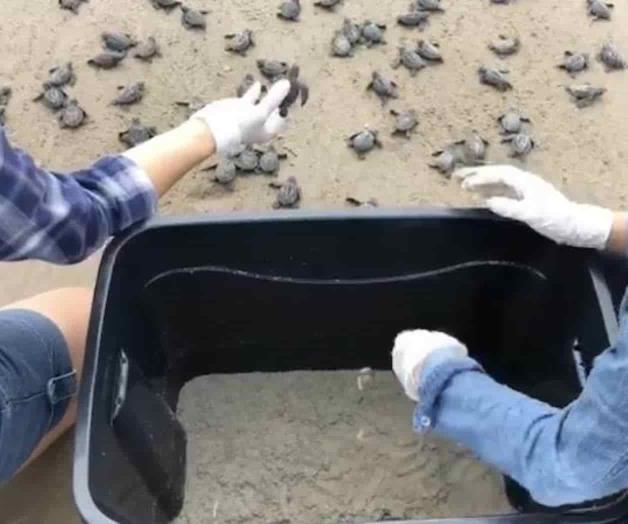 Liberan tortugas en playa Bagdad Liberan tortugas en playa Bagdad