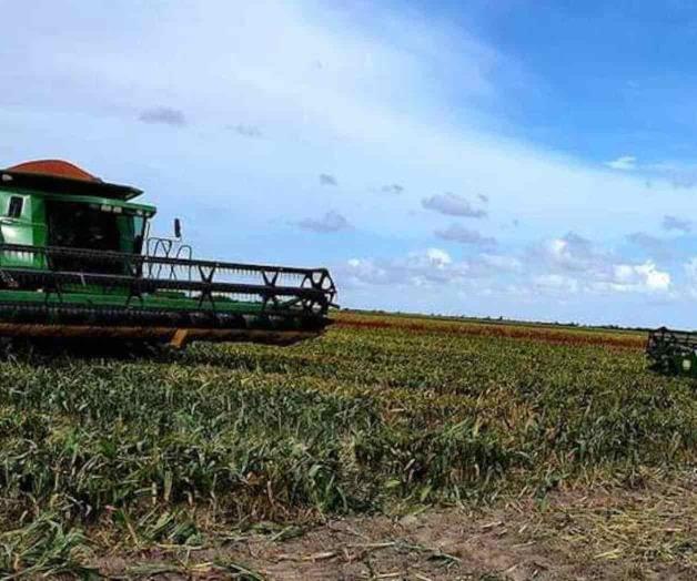 Pegan lluvias al agro