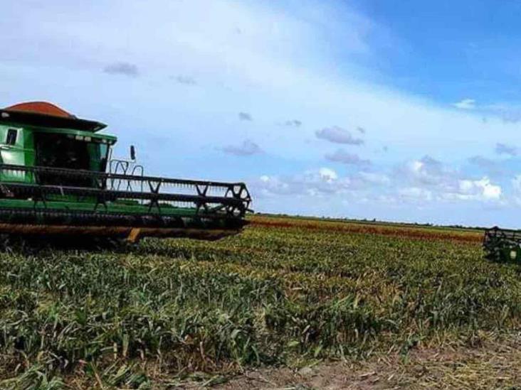 Pegan lluvias al agro Pegan lluvias al agro