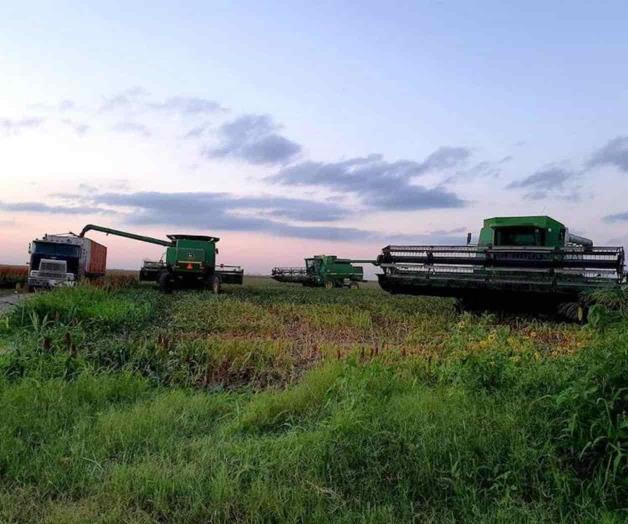 Descartan renazca el sorgo no trillado Descartan renazca el sorgo no trillado