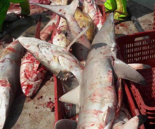 Reanudan capturas Reanudan capturas