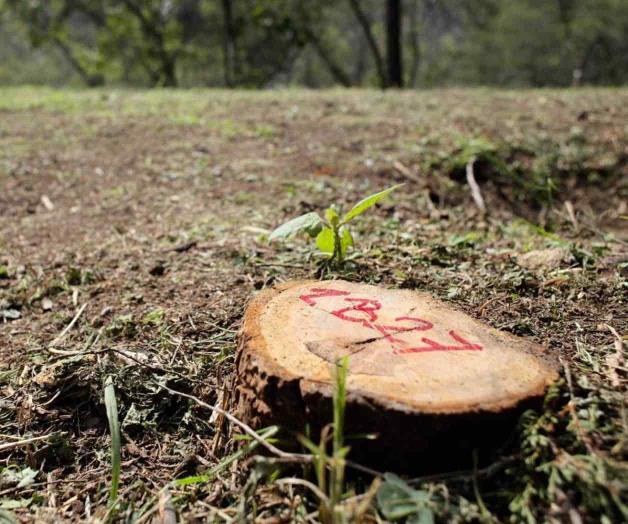 Controla crimen zonas forestales Controla crimen zonas forestales