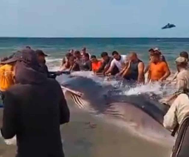 Ballena rescatada en Puerto Peñasco regresó a la playa muerta Ballena rescatada en Puerto Peñasco regresó a la playa muerta
