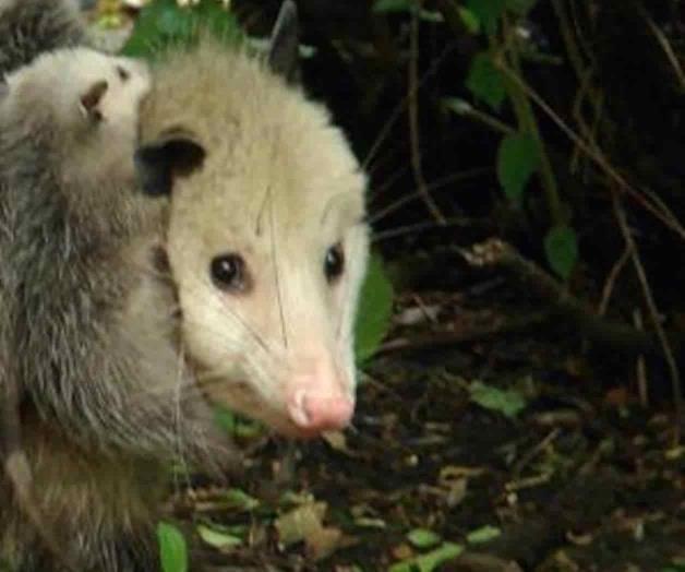 Aprueban moratoria para recolección de tlacuaches Aprueban moratoria para recolección de tlacuaches