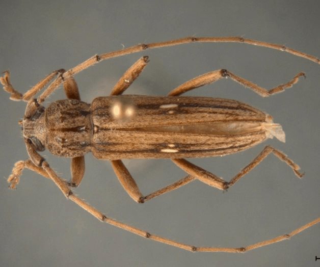 Interceptan una plaga rara, por primera vez en la nación Interceptan una plaga rara, por primera vez en la nación