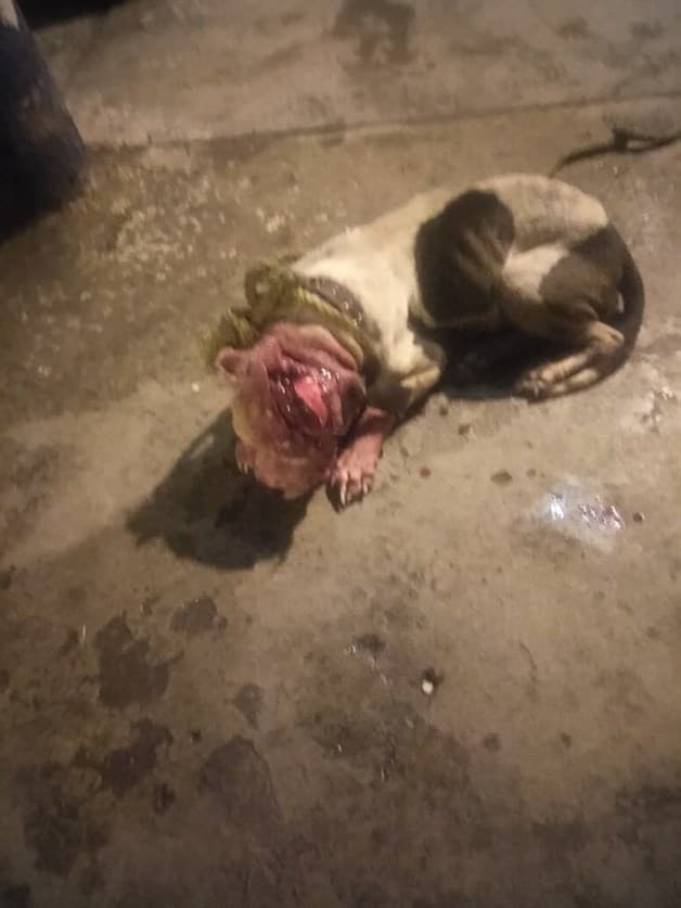 Arremeten contra pitbull a machetazos