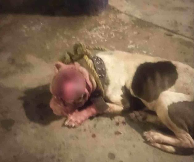 Indigna agresión a mascota Indigna agresión a mascota