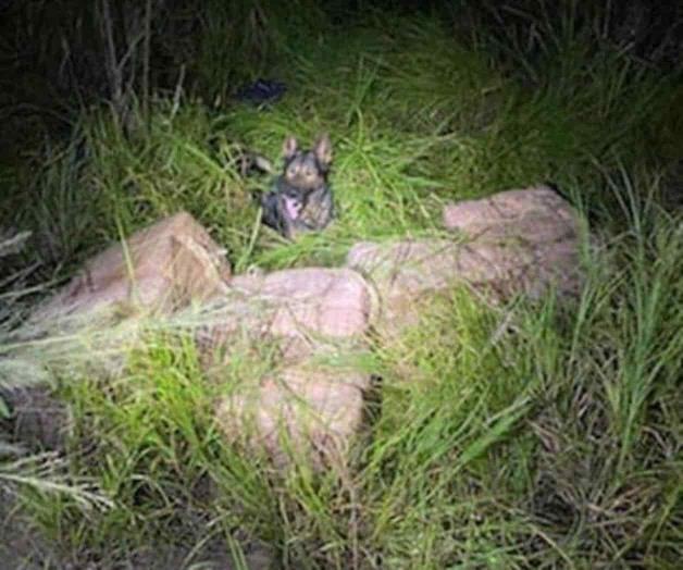 Incautan marihuana Incautan marihuana