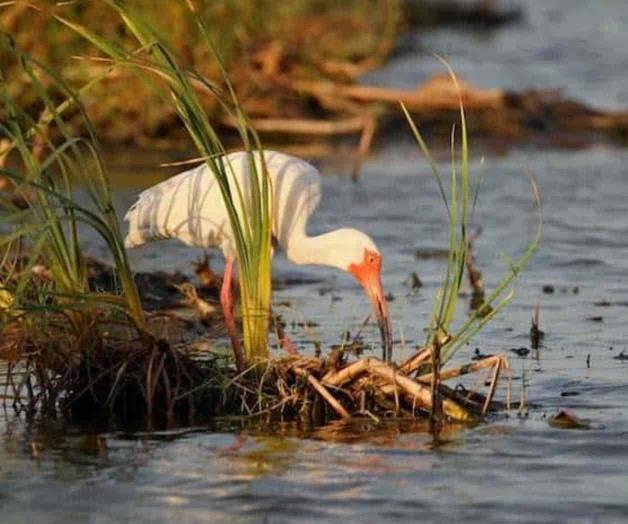 Crece en extensión  la Laguna Atascosa