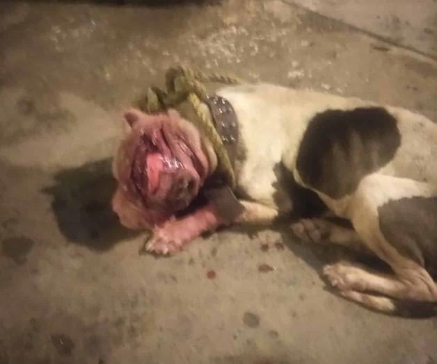 Arremeten contra pitbull a machetazos Arremeten contra pitbull a machetazos