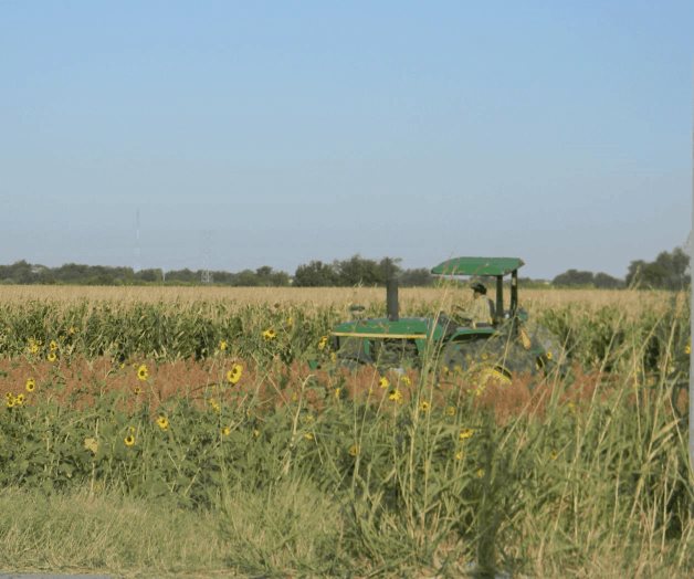 Piden en agro permiso para siembra tardía Piden en agro permiso para siembra tardía