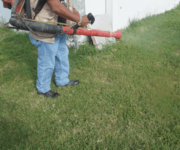 Demandan fumigación Demandan fumigación