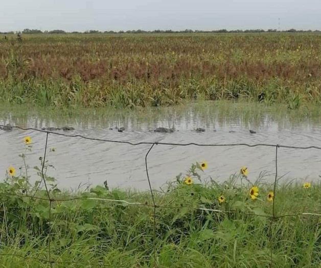 Suspenden trillas por exceso de humedad Suspenden trillas por exceso de humedad